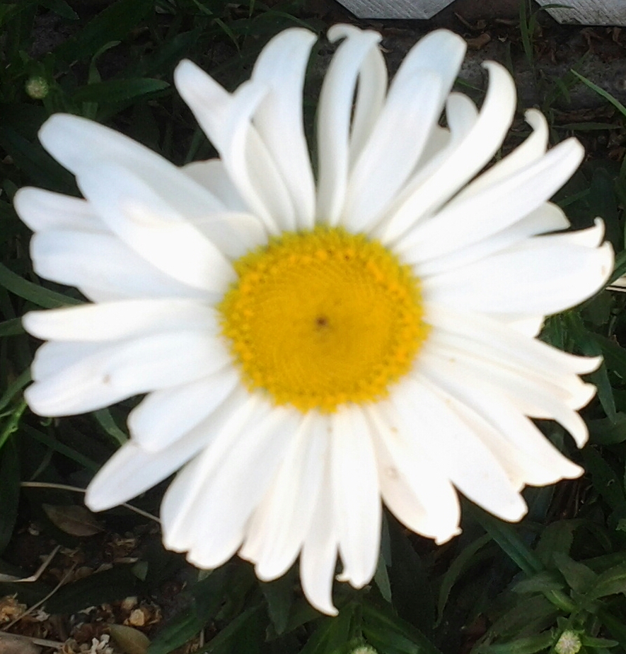 Daisy061513